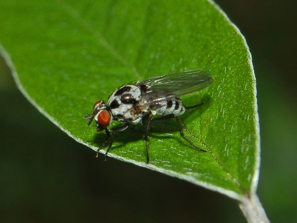 Anthomyia cf. quinquemaculata  (Anthomyiidae)